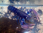 3 year old lobster